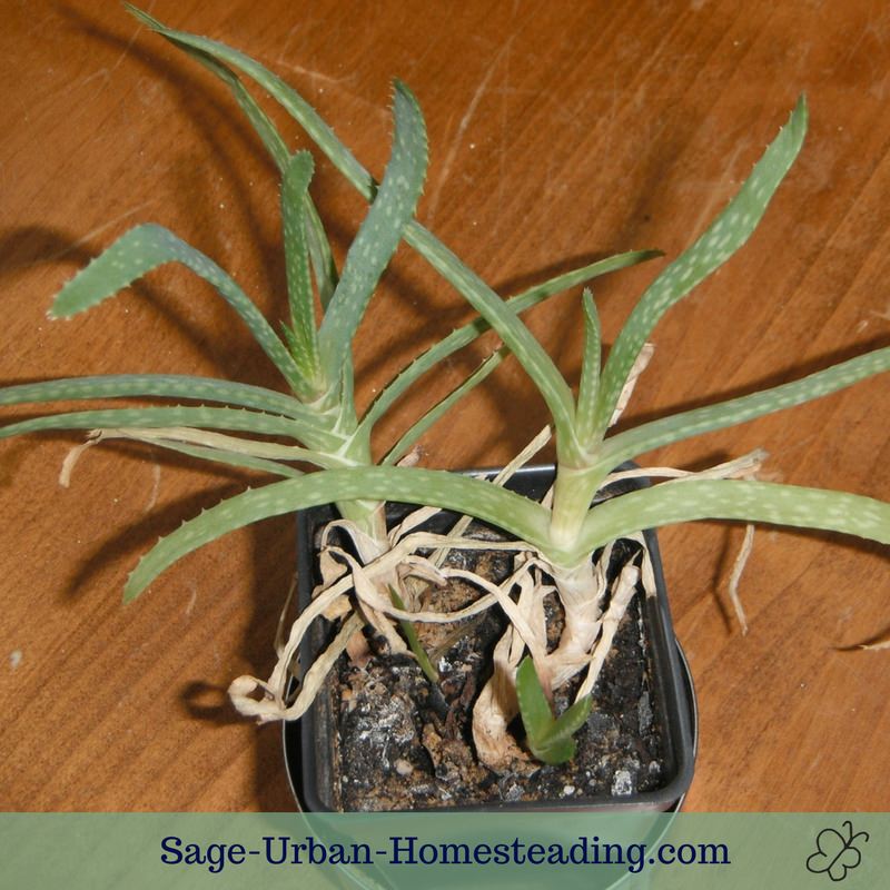 aloe vera plants