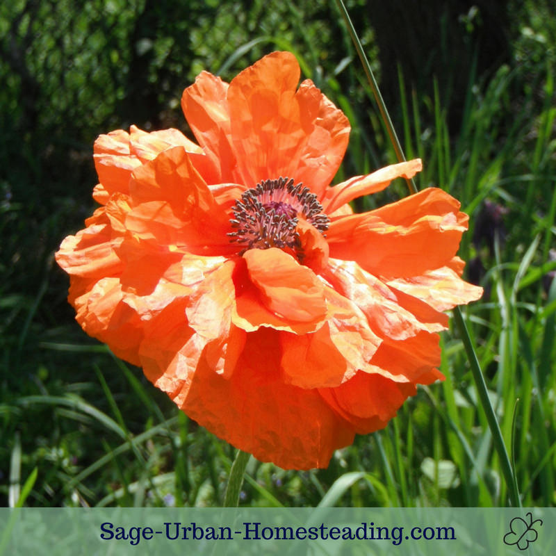 orange poppy