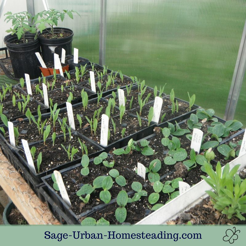 greenhouse seedlings